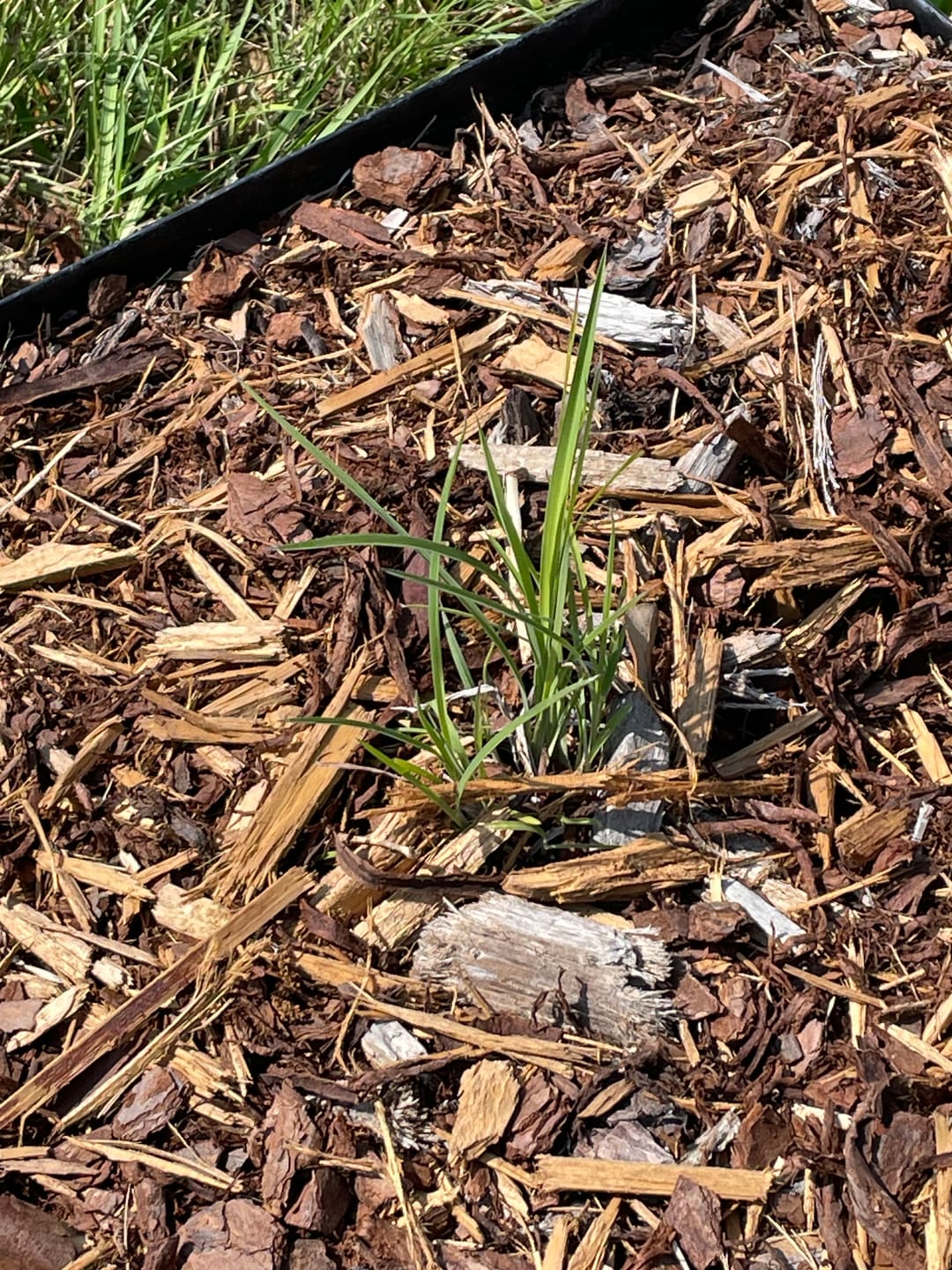 Customer photo review of Little Bluestem
