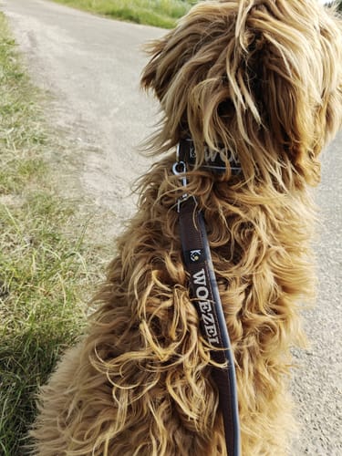 Customer photo review of Neoprene Dog Collar with Name - M | 4Kyon