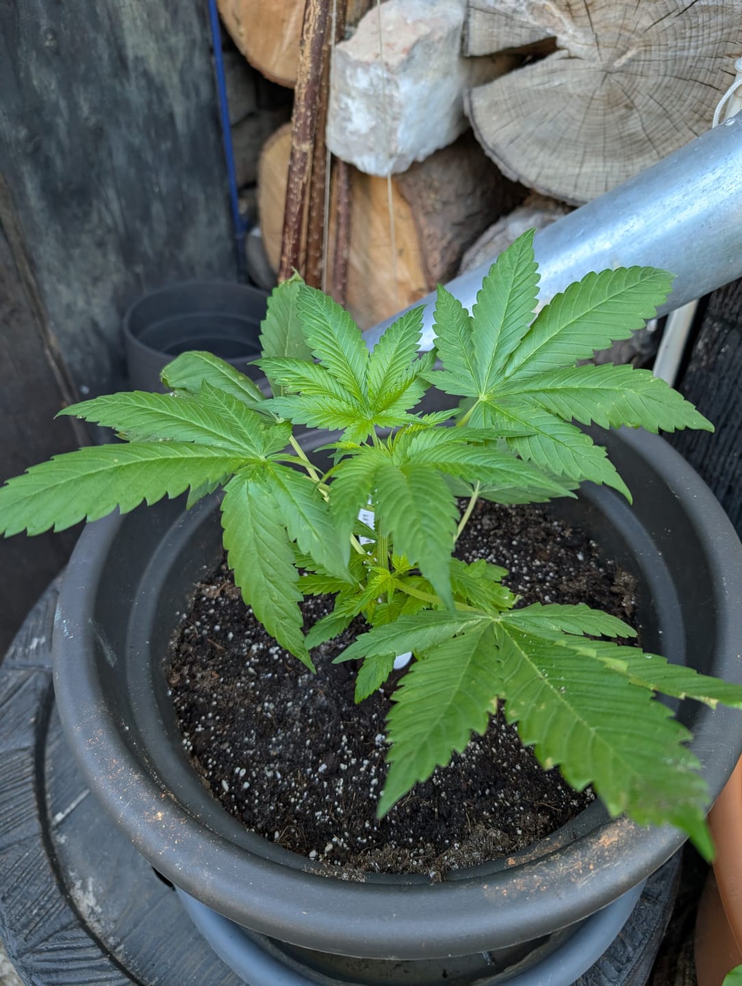 Customer photo review of Hesi Bio Grow