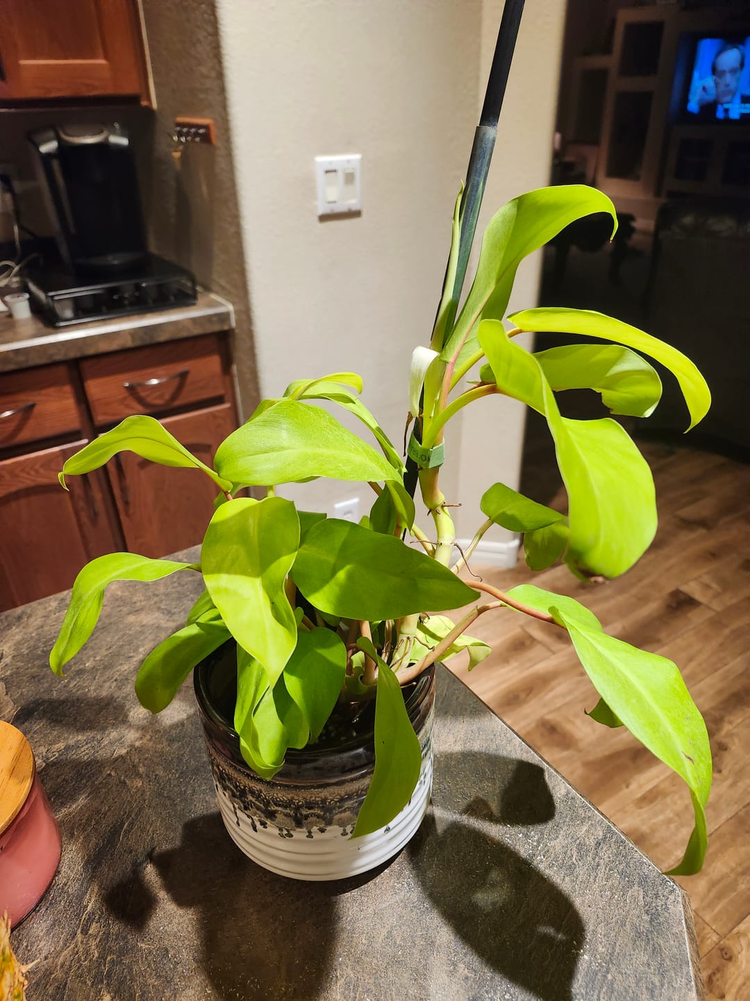 Customer photo review of Philodendron 'Lemon Lime' Upright Vining
