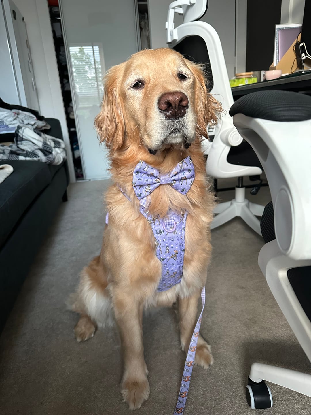 Customer photo review of Disney© Collar - Bambi + Friends Lilac