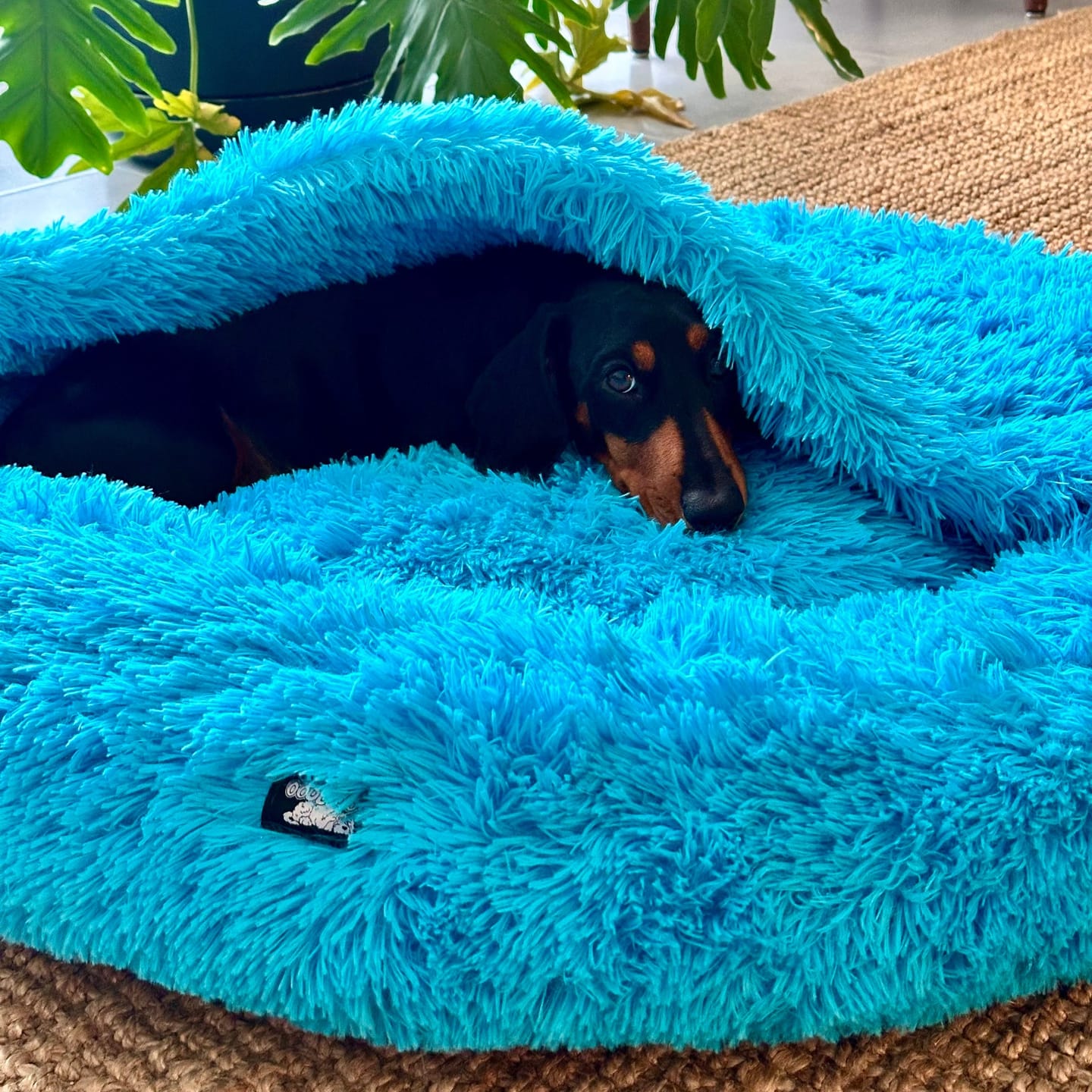 Customer photo review of Oodle-Doo Burrow Bed