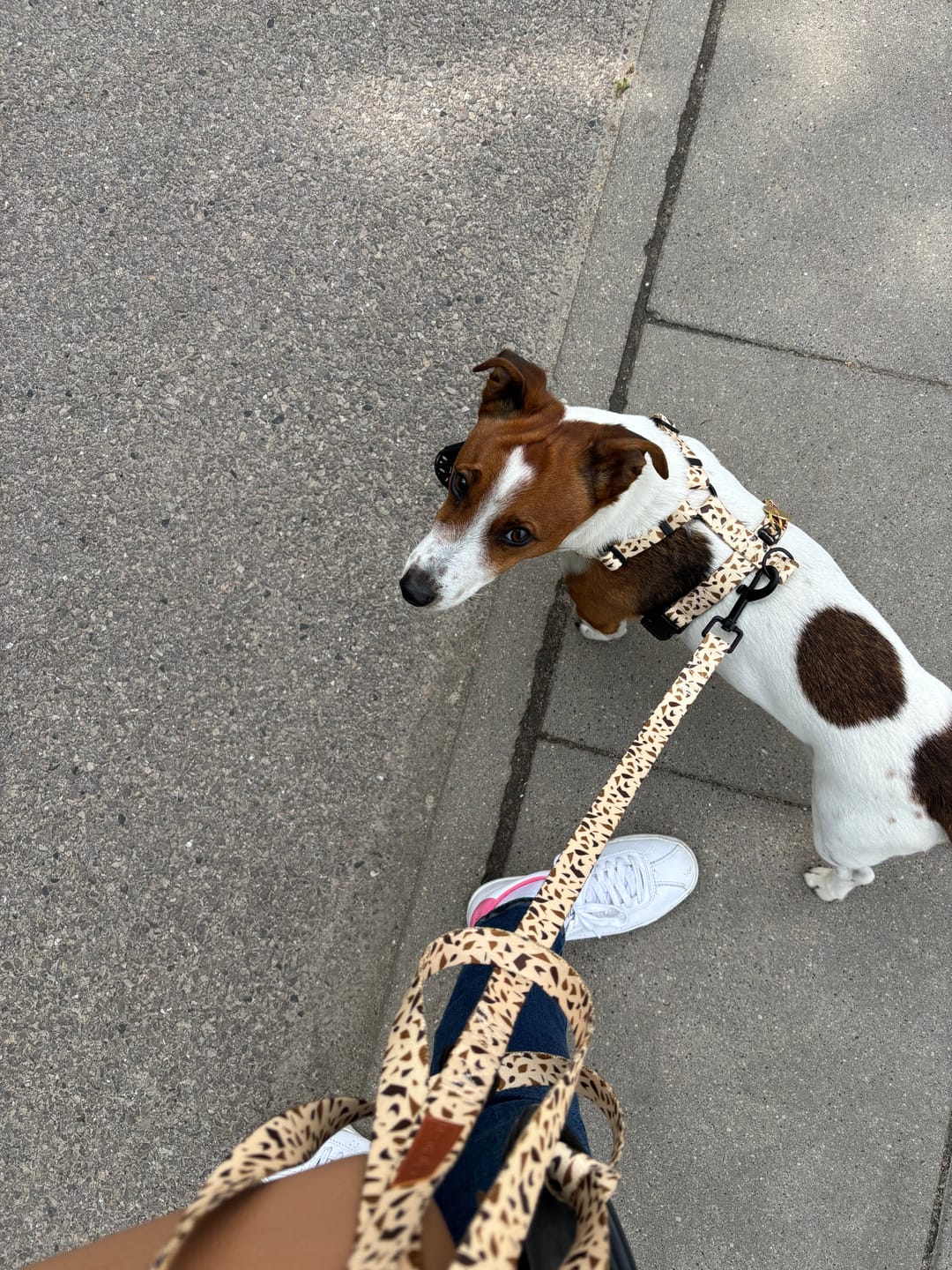 Customer photo review of Szelki guard "Beige Terrazzo" - czarne okucia