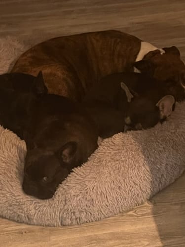 Customer photo review of CalmBed - Motverkar stress & hjälper mot ångest