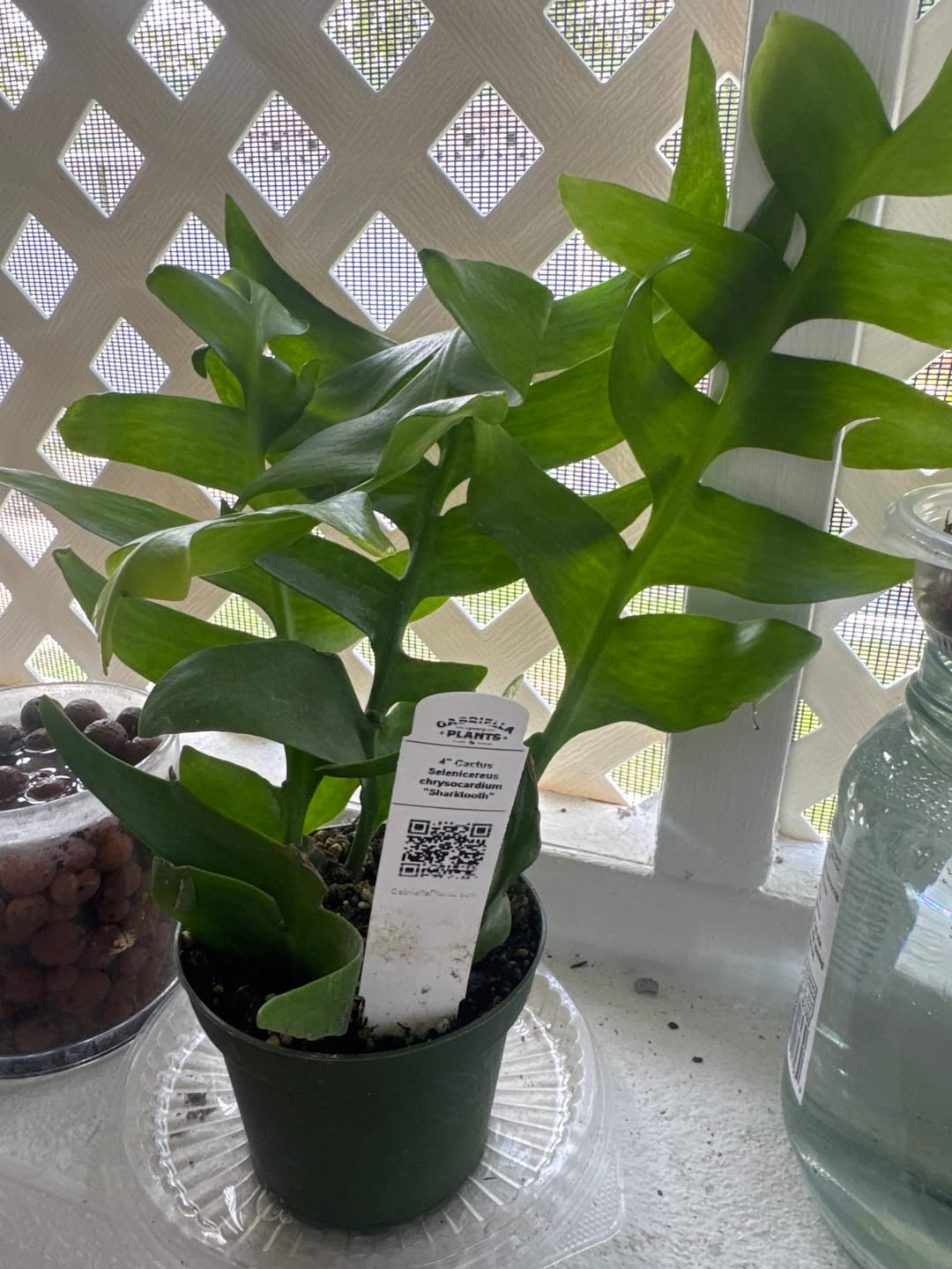 Customer photo review of Cactus Selenicereus chrysocardium "Sharktooth"