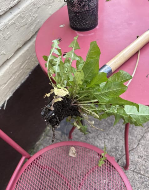 Customer photo review of GardenMate™ - Stand Up Weeder
