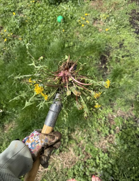 Customer photo review of GardenMate™ - Stand Up Weeder