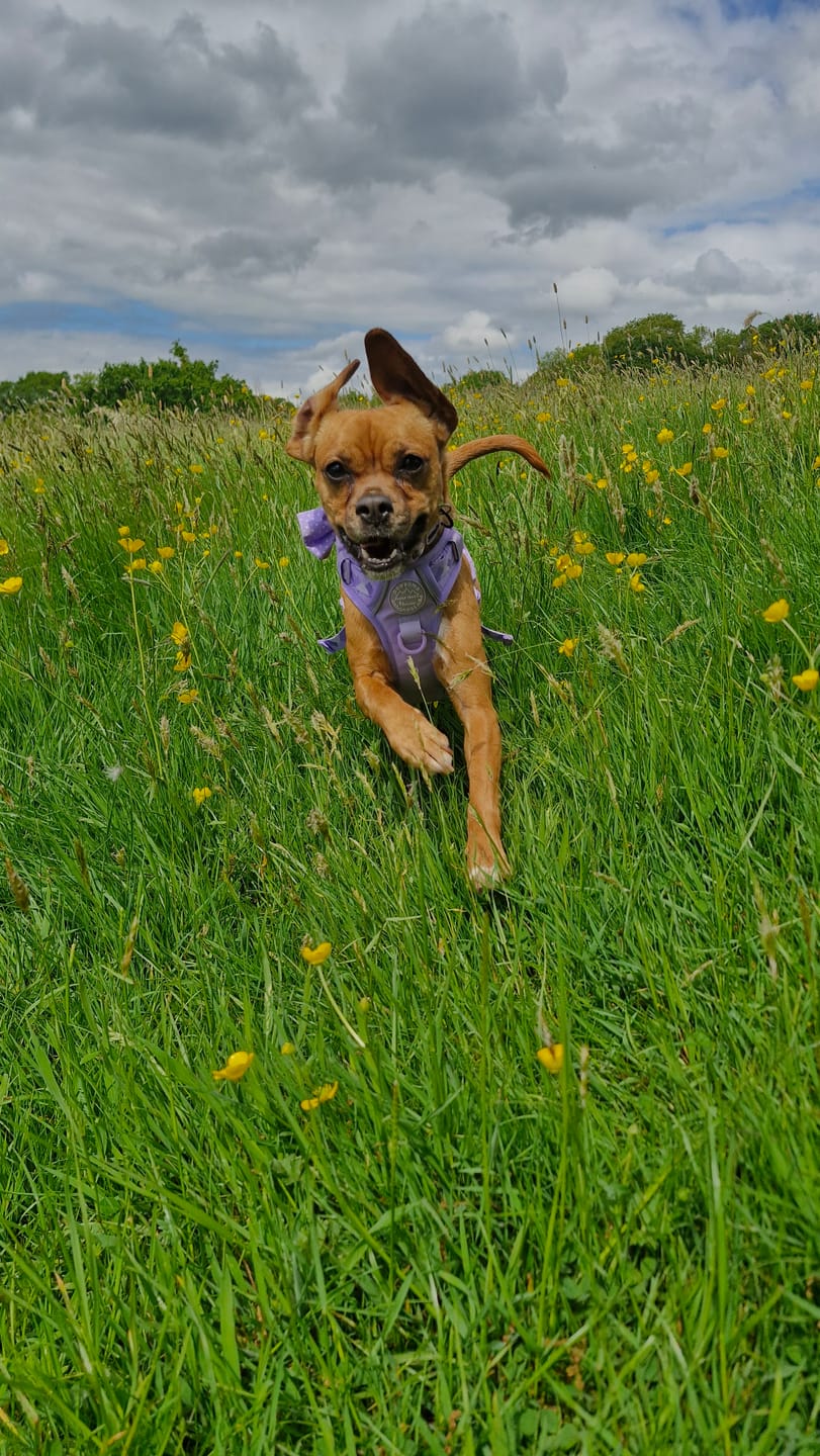 Customer photo review of Tough Trails™ Harness - Walkies Ready® Lavender Lilac