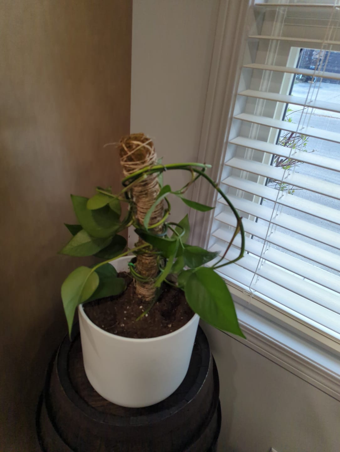 Customer photo review of The Original Bendable Moss Pole™ - Best Seller (Pins Included)