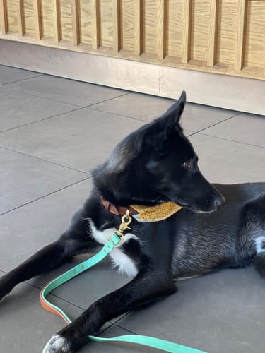 Customer photo review of Biothane Traffic Handle Dog Leash