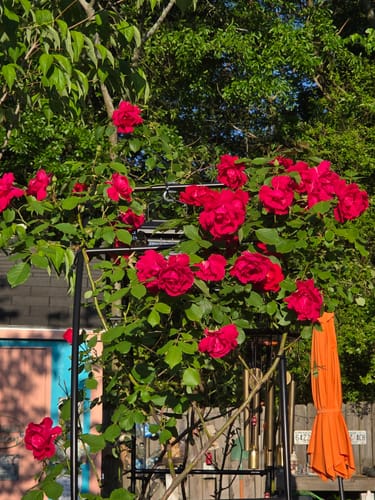 Transplanted climbing rose on an arch trellis recovering after transplant shock