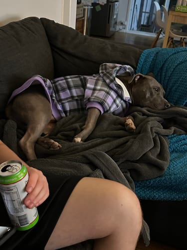 Customer photo review of Plaid Dog Hoodies