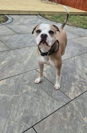 Customer photo review of 4cm Combat® Collar | Handle & Rated Clip -  Khaki