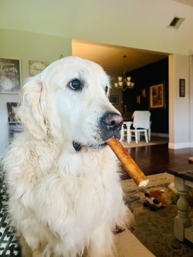 Customer photo review of 5"-7" American Jumbo Smoked Bully Sticks