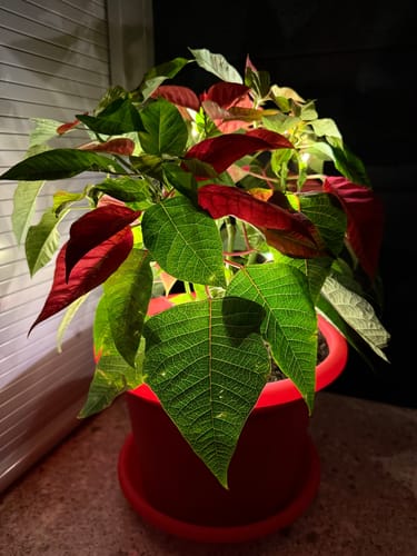 Customer photo review of USB LED Lights