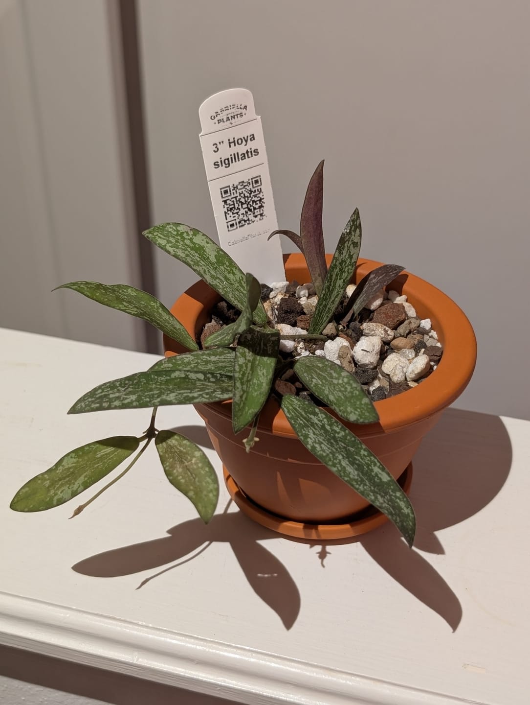 Customer photo review of Hoya sigillatis