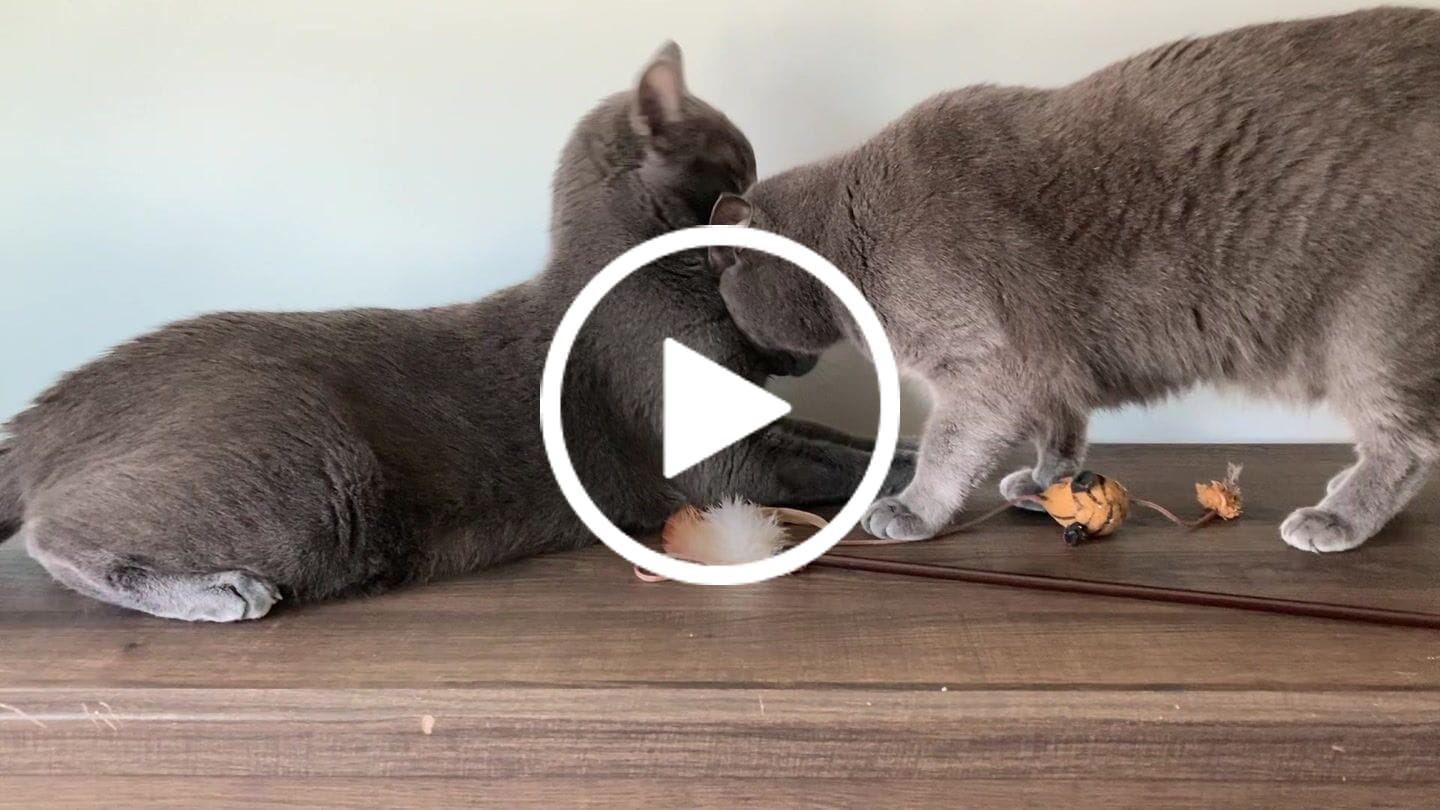 Customer video review of Cat Allergy Relief & Immune Support Remedy