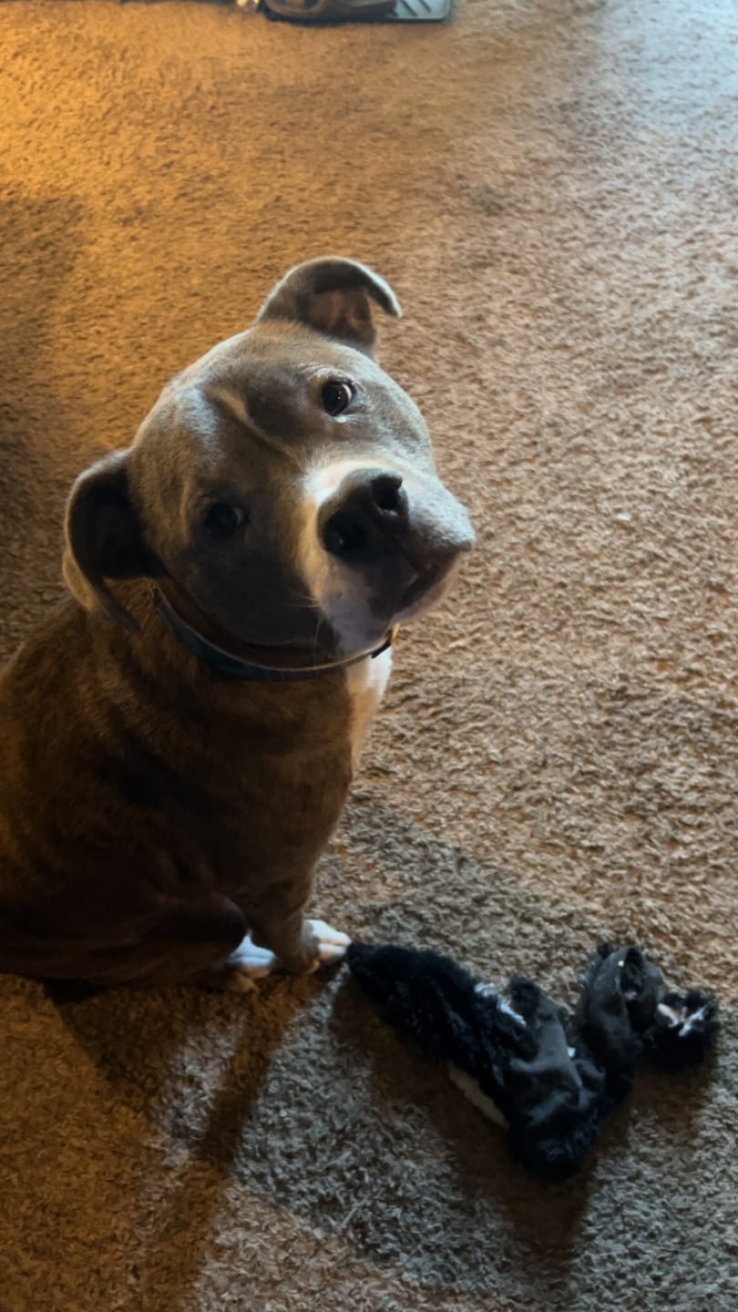 Customer photo review of Agate and Gold Dog Collar