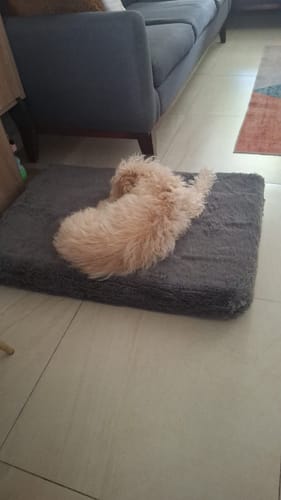 Customer photo review of Cama Ortopédica para Perros