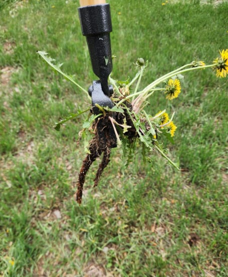 Customer photo review of GardenMate™ - Stand Up Weeder