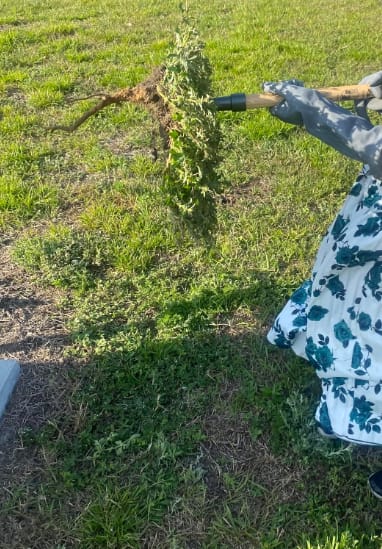 Customer photo review of GardenMate™ - Stand Up Weeder