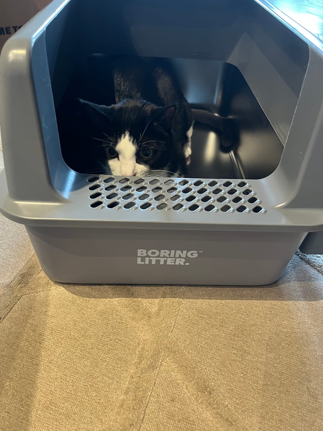 Customer photo review of BORING LITTER - Lettiera in Acciaio INOX