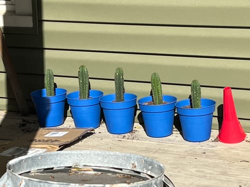 Customer photo review of Trichocereus Pachanoi | Non-PC San Pedro Cactus