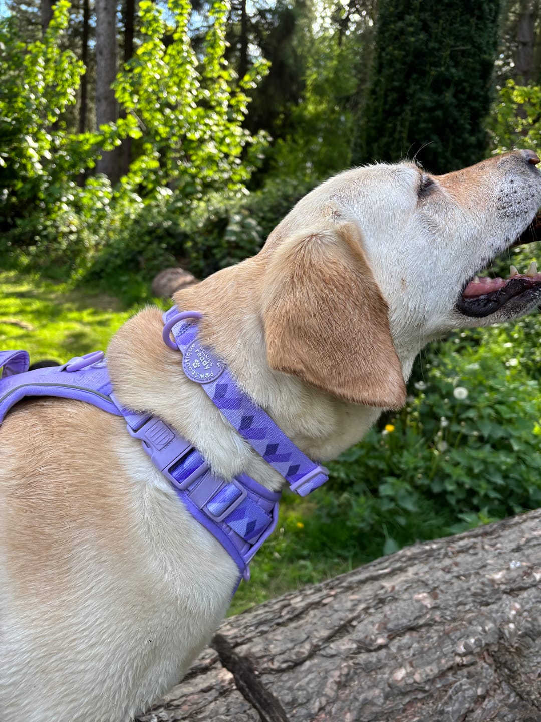 Customer photo review of Collar - Walkies Ready® Lavender Lilac