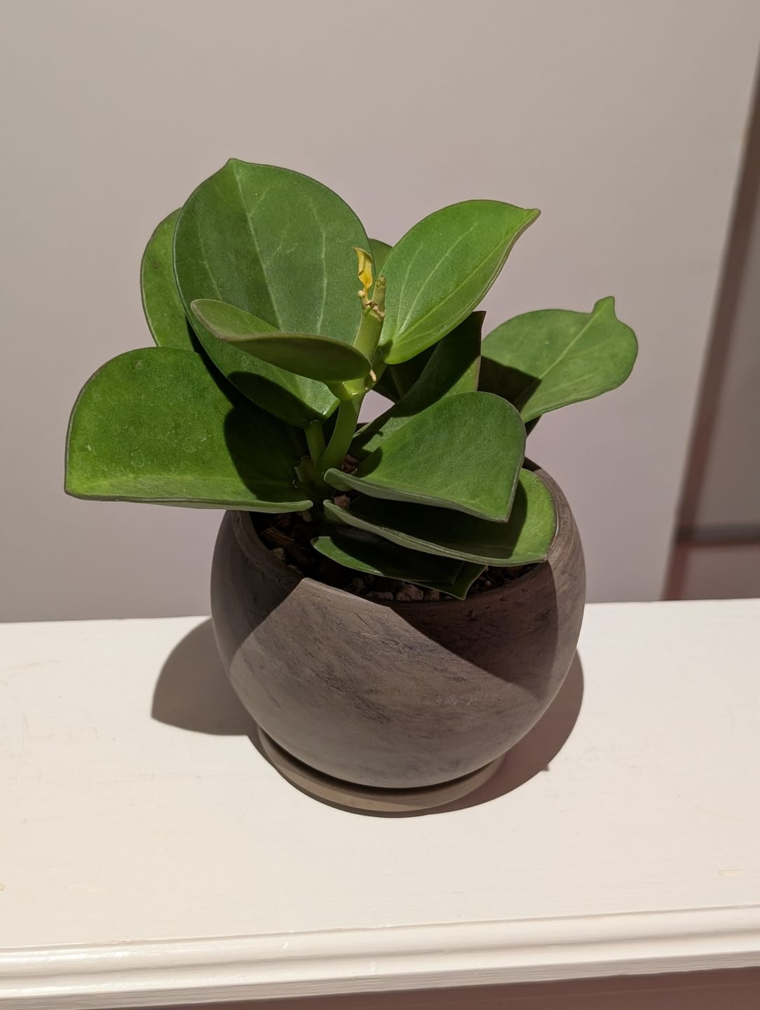 Customer photo review of Hoya pachyclada