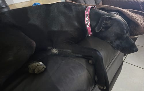 Customer photo review of Collar personalizado para Mascota: Corazones