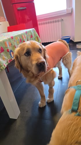 Customer photo review of Body Castrazione cane maschio