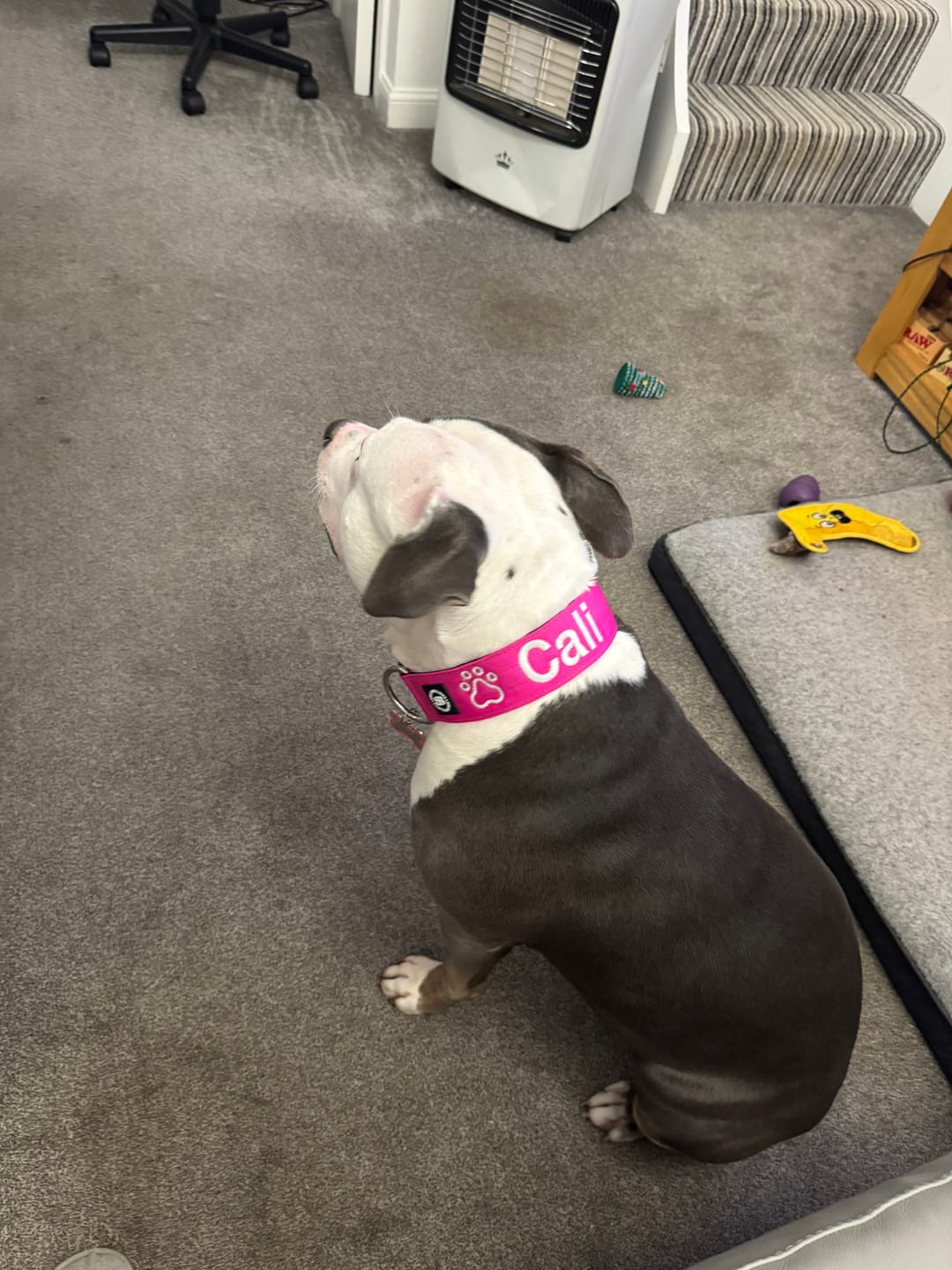 Customer photo review of 1.4m Swivel Combat Lead | Anti-Tangle & Secure Clip - Magenta