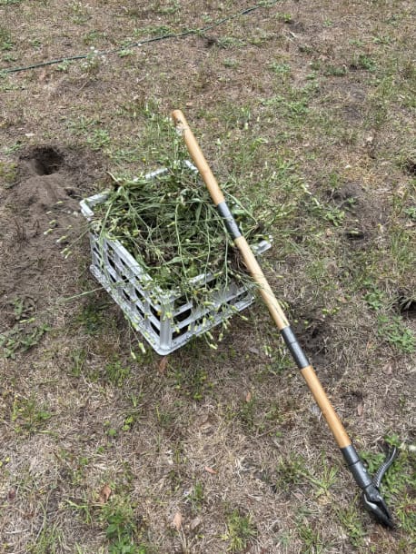 Customer photo review of GardenMate™ - Stand Up Weeder