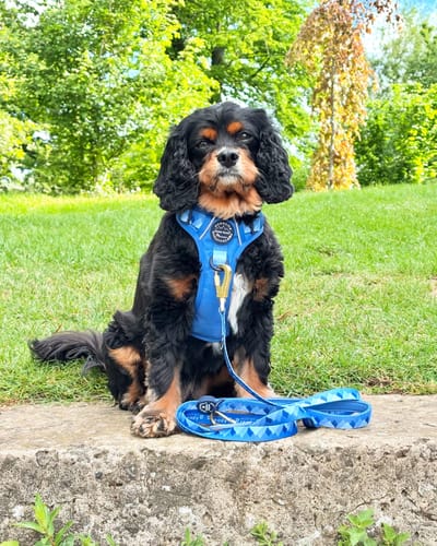 Customer photo review of Tough Trails™ Harness - Walkies Ready® Cornflower Blue
