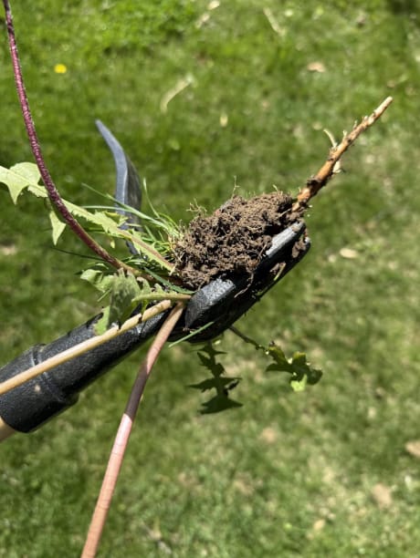 Customer photo review of GardenMate™ - Stand Up Weeder