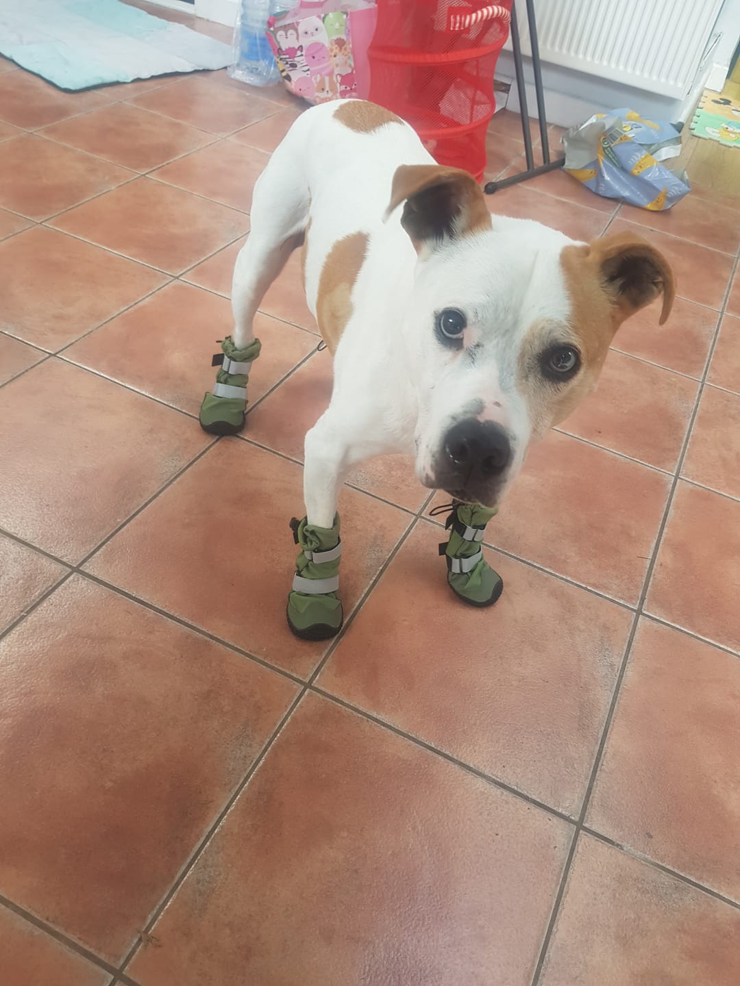 Customer photo review of Flex Shell Waterproof Dog Boots - Green