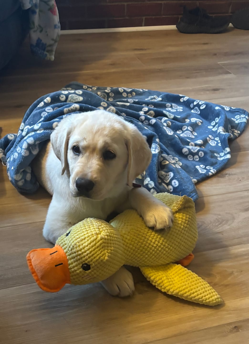 Customer photo review of Calming Duck