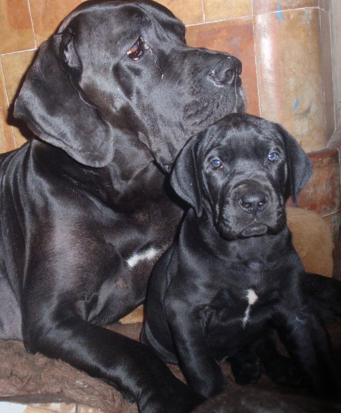 Customer photo review of Best Breeders ALL BREED Adult (25/13) ar zivīm un rīsiem