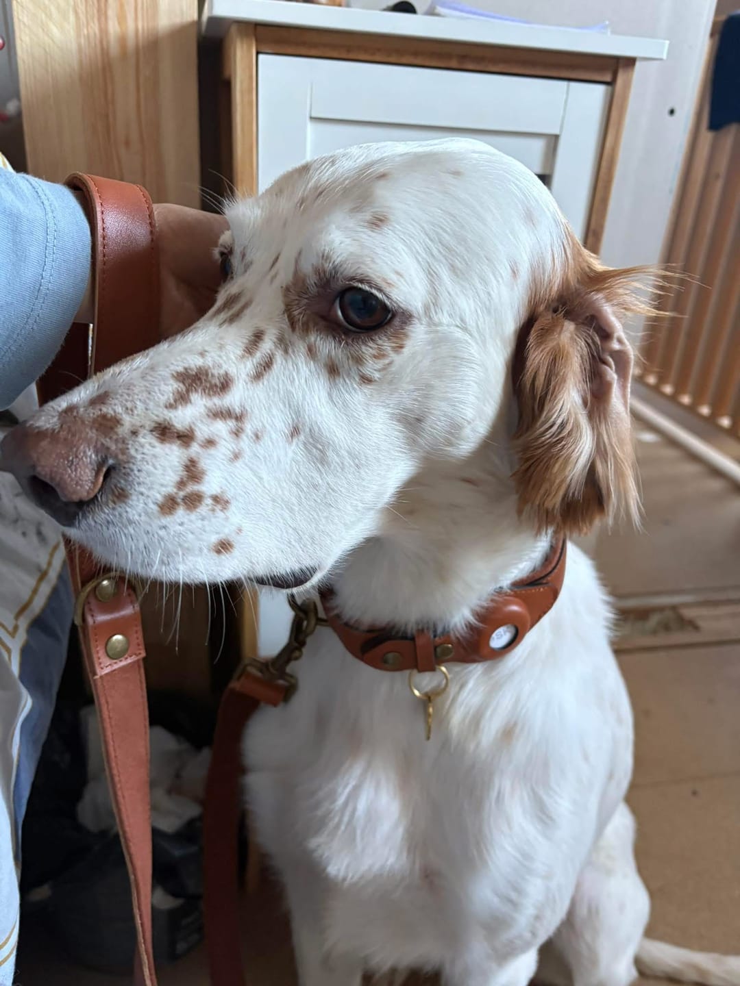 Customer photo review of Keepaws™ Leather Leash