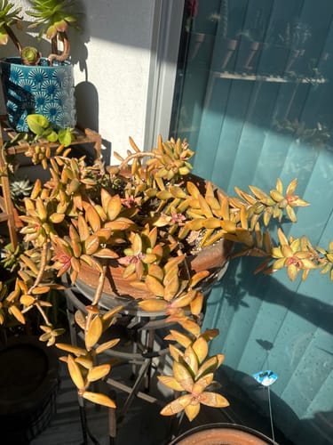 Customer photo review of Houseplant Pest Spray