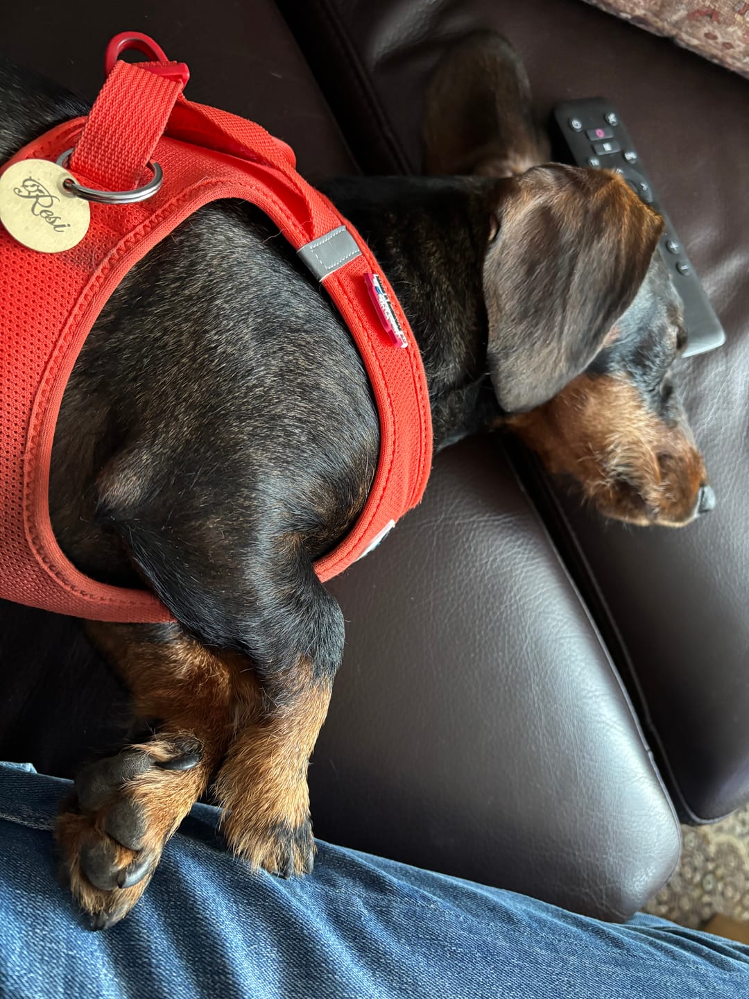 Customer photo review of Personalisierte Hundemarke mit kreativer Personalisierung - gratis Gravur