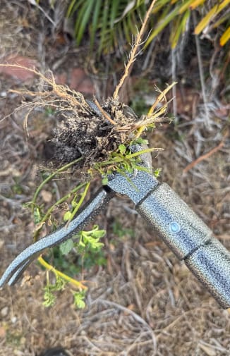 Customer photo review of GardenMate™ - Stand Up Weeder