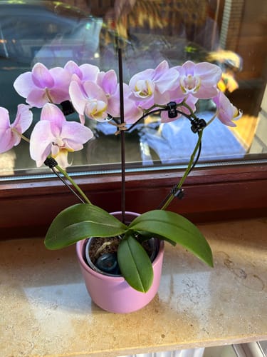 Customer photo review of Table Dance in Herzform Angel Eyes mit zartrosa Blüten und Keramiktopf ONE rosa