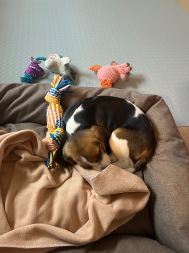 Customer photo review of Divanetto Mattias Marrone (Soft Touch)