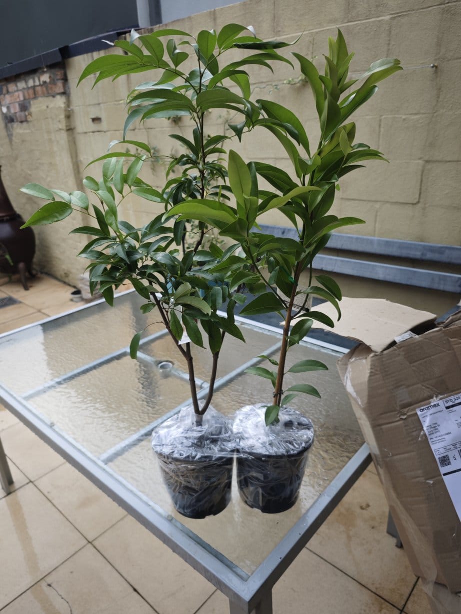 Customer photo review of Sapodilla / Chicku