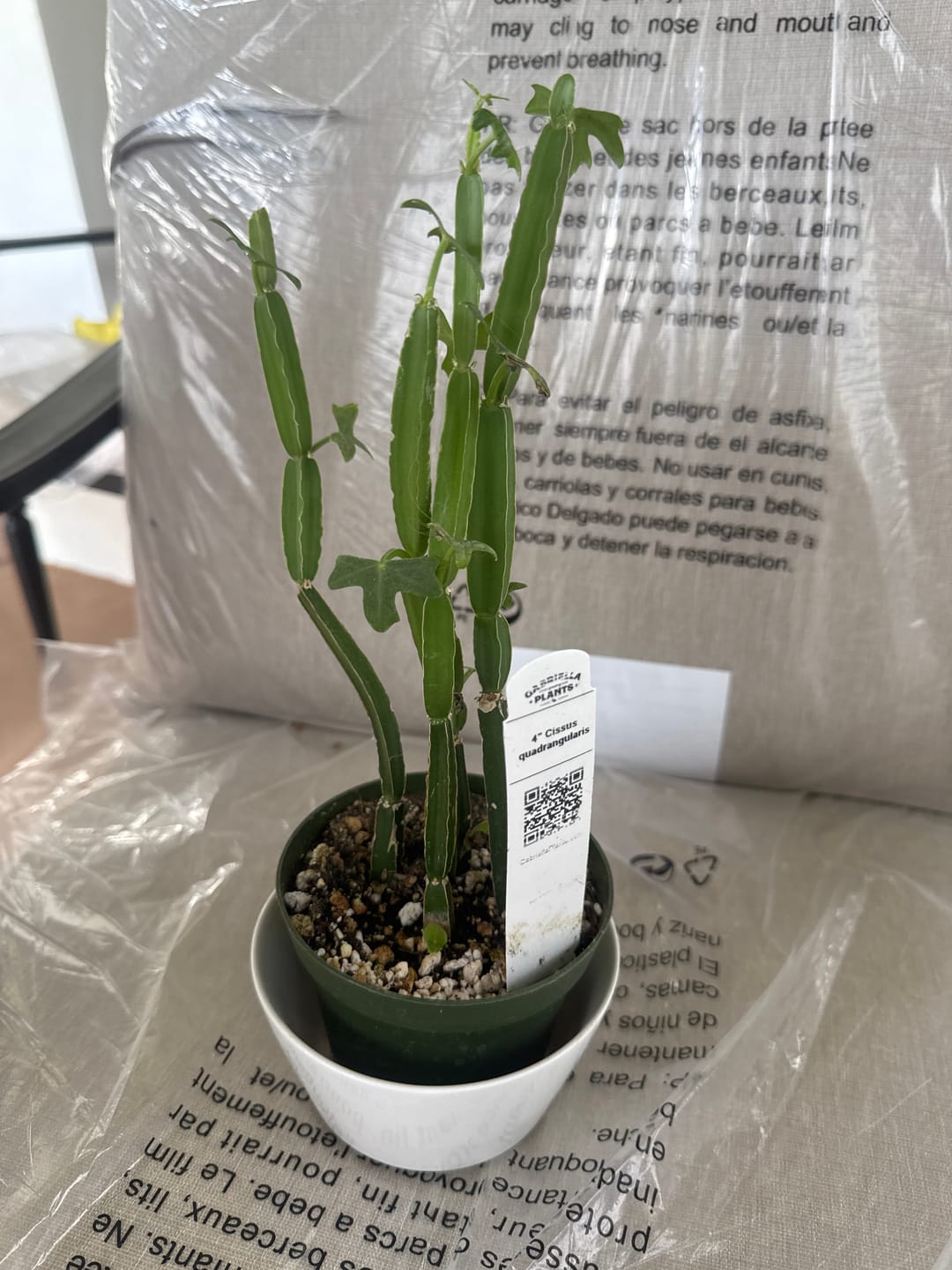 Customer photo review of Cissus quadrangularis