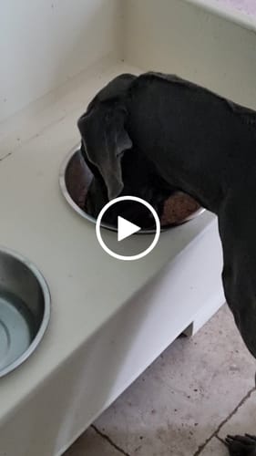 Customer video review of Frischfutter für Energiebedarf von 2251 kCal/Tag