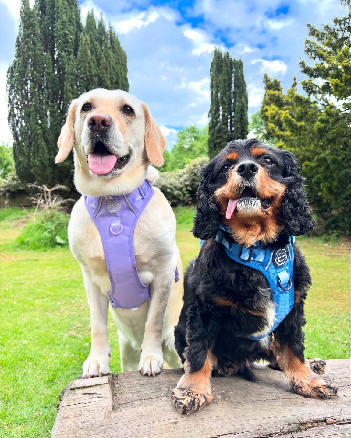 Customer photo review of Tough Trails™ Harness - Walkies Ready® Lavender Lilac