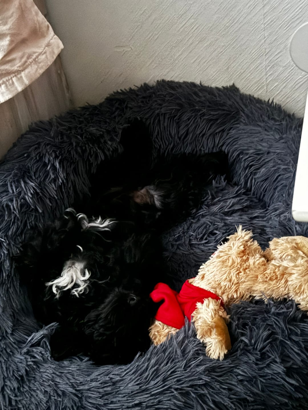 Customer photo review of CalmBed - Pälsfritt Överdrag