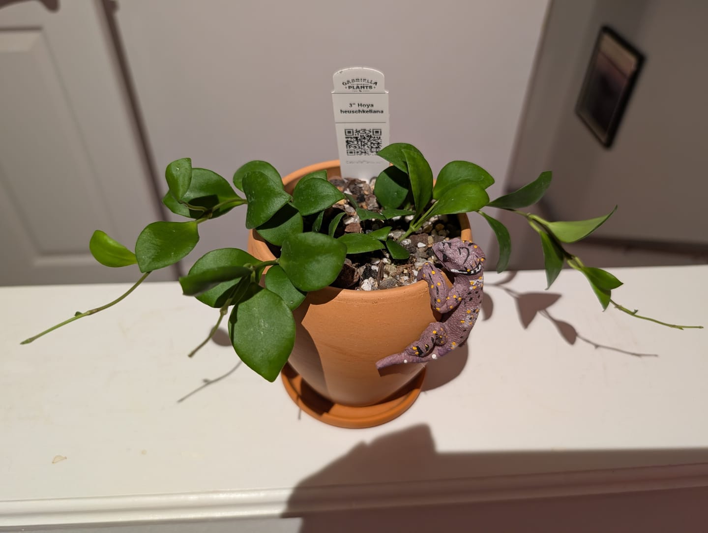 Customer photo review of Hoya heuschkeliana